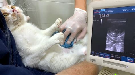 prada pregnancy|'Pregnant' Cat Undergoing Ultrasound Exam Gets Some  .